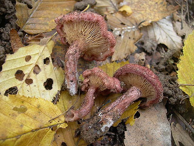 Lactarius spinosulus    Qul. & Le Bret.